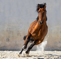 Bay Lusitano Horse