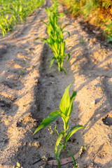 Green corn maize field in early stage (Leaf Stages (Vn)). Corn agriculture in Esposende, Portugal. Green nature. Rural field on farm land in summer at sunset.