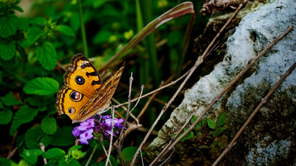 butterfly break on the leaf in the morning