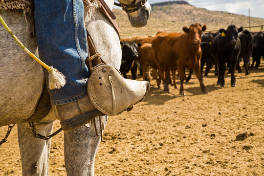 Paulina, Oregon, Cowboy With Boots In A Tapadera With A Herd Of Cows At The Blue Mountain Ranch Near  Paulina.