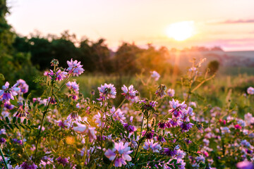 Obraz na płótnie Canvas Beautiful wildflowers on a green meadow. Warm summer evening