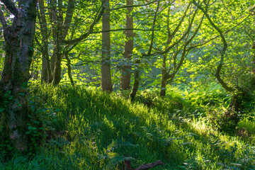 Fototapeta na wymiar sun rays in the forest