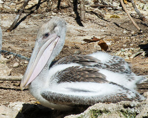 Brown Pelican bird Photo   Brown pelican juvenile bird close-up profile view displaying its whitish...