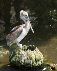 Brown Pelican bird Photo   Brown pelican juvenile bird close-up profile view perched on a stump, displaying its wings, head, eye, beak, feet with a blur water background.