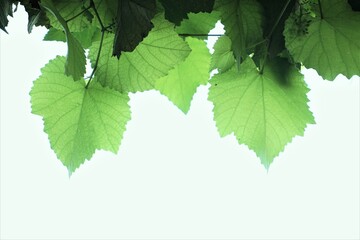 Green vine leaves and branches of a tree  with sky background.   