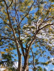 autumn leaves against blue sky