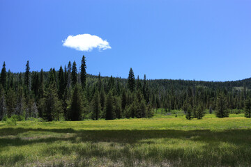 Single cloud over forest and meadow