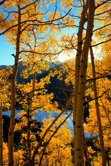 Golden autumn light shining through Colorado aspen trees