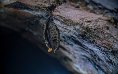 Close up strange animal Geoffroy's bat Myotis emarginatus hanging upside down on top of cold brick arched cellar moving awakened just after hibernating. Creative wildlife take.