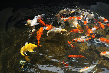 Fototapeta na wymiar Beautiful Koi fish. Colorful decorative fish float in an artificial pond, view from above