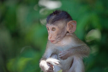 可愛いサル