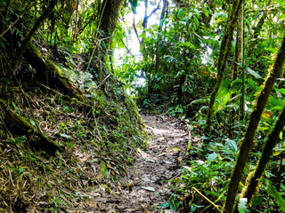 Fototapeta premium bosque 