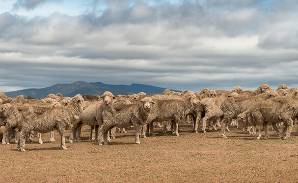 Australian Merino Sheep grazing in rural New South Wales, Australia. Landscape with mountains and a cloudy sky backdrop.