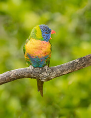 Rainbow Lorikeet (Trichoglossus Moluccanus) sitting on a brach with a defocused isolated background. 