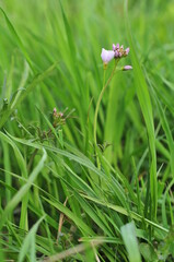 Close up of light lilac blooming  flower in grass on the field with a background of lake with a platform and green bright leaves.