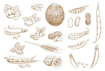 Nuts, beans and legumes vector sketch. Shelled pistachio nuts, beans and pea pod, hazelnut, peanut and walnut in shell, coffee berry, coconut and sunflower seed, almond, wheat ear hand drawn sketch - obrazy, fototapety, plakaty