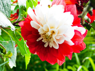 flor roja y blanca