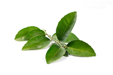 Citrus leaves isolated on white background.
