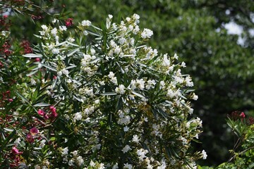 Oleander is an Apocynaceae evergreen shrub with white and red flowers in summer, but is a toxic...