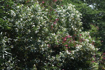 Oleander is an Apocynaceae evergreen shrub with white and red flowers in summer, but is a toxic...