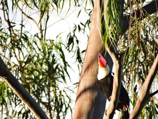 red billed hornbill