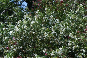 Oleander is an Apocynaceae evergreen shrub with white and red flowers in summer, but is a toxic...