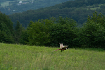 Fototapeta na wymiar Pheasant in fly