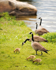 Naklejka na ściany i meble Canadian Geese Stock Photos. Canadian Geese with baby geese gosling. Canadian Goose. Baby birds. Migratory bird. Bird migration.
