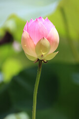 Obraz na płótnie Canvas Pink lotus bud