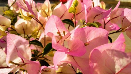 Flor rosa con detalles verdes. Buganvilias