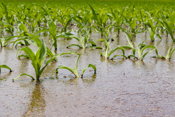 cornfield flooding from heavy rain and storms in the Midwest. Concept of flooding, weather and crop...
