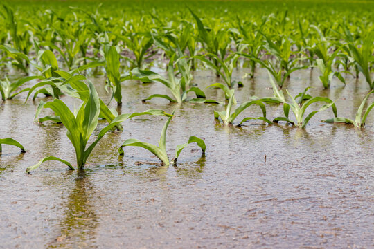 cornfield flooding from heavy rain and storms in the Midwest. Concept of flooding, weather and crop damage from standing water in farm field