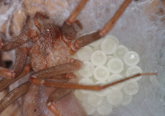 Loxosceles rufescens, recluse violin spider, female protecting spiderlings and spider eggs, egg sac, by making a silk ‘bed’ and then covering them with a silk ’blanket’
