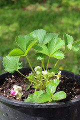 strawberry blossom of plant growing in a pot