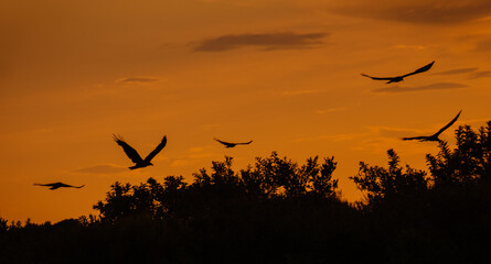 Turkey vultures soaring over treetops against evening sky