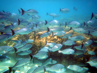 Silver drummer school of fish swimming over over reef