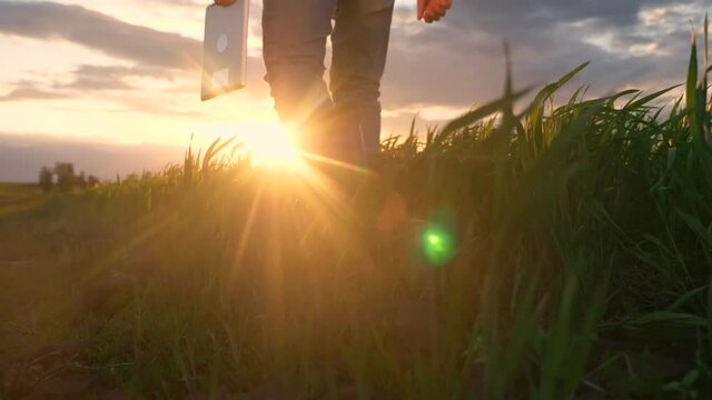 agriculture. smart farming technology. close-up of a farmer feet in rubber boots with a digital tablet walk on a green field of grass wheat at sunset. sunny beautiful light. working scientist with