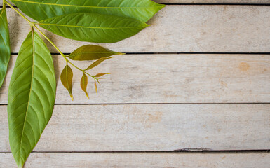 Green leaves on a wooden table background, free space, top view.
