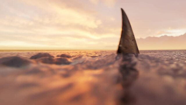 Shark fin moving swiftly at the surface of the sea. Beautiful sunset. Danger
