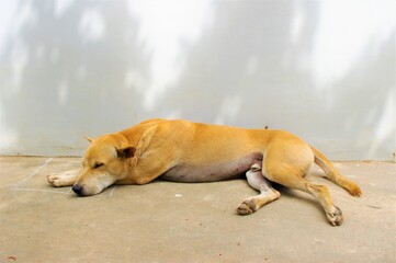 dog sleeping on the ground