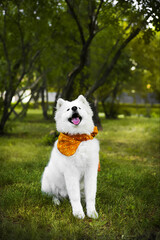 A white Samoyed puppy sits on the green grass. He's wearing an orange flowered handkerchief. The puppy is located in the center of the frame, looking up. Vertical frame