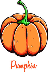 fresh pumpkin organic eco vegetable food using colored hand drawn style with text on white background