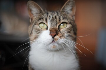 close up portrait of a cat