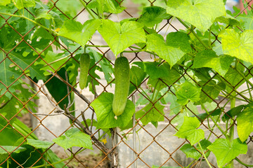 A picture of fresh cucumber plant on the fence during evening.