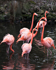Fototapeta na wymiar Flamingo bird Stock Photo. Six Flamingos in group in the water. Flamingo picture. Flamingo portrait. Flamingo image. Bird interaction. 