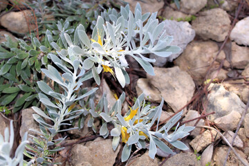 Emu Bush (Eremophila glabra prostrate) South Australia