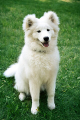 On the green lawn sits a cute white puppy. Looks straight, his ears funny and fluffy sticking up