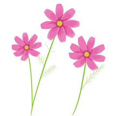 Illustration of pink cosmos flower