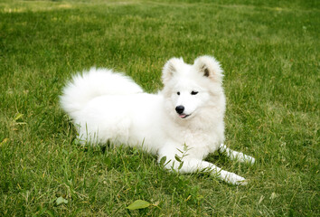 A cute Samoyed dog is lying on the light green grass. The dog's ears stick up and the tip of its pink tongue protrudes. Located in the center of the frame