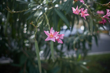 Oleander (Nerium Oleander Pink Joy')